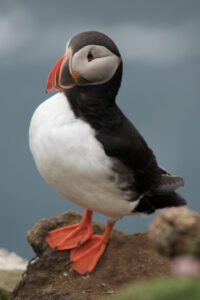 Puffin on the Látrabjarg Cliffs, Iceland