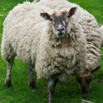 swedish sheep