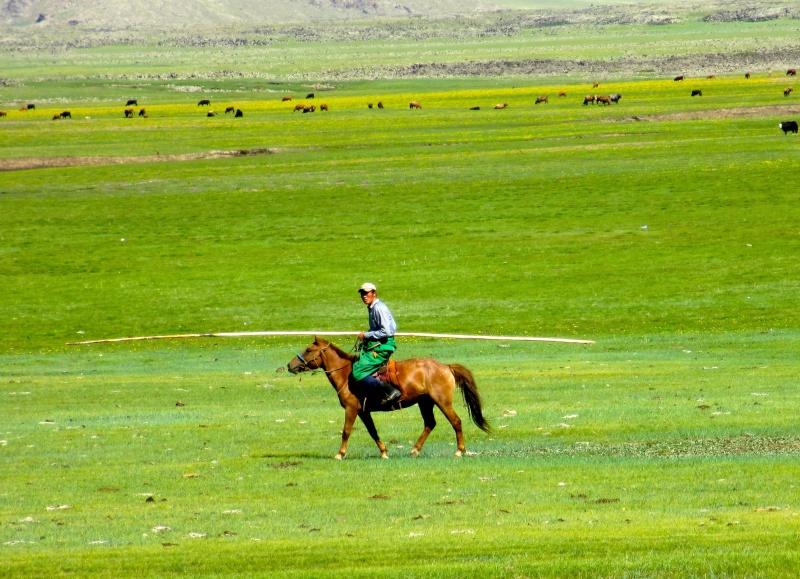 Mongolia,Horse,MusicForTheEyes
