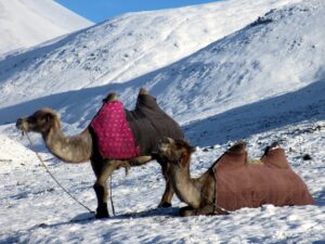 Mongolia,Camel,MusicForTheeyes