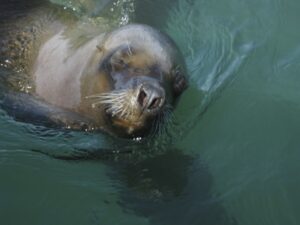 Argentina,SeaLion