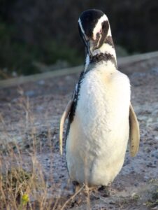Magellan Penguin. © Sharon Lundahl