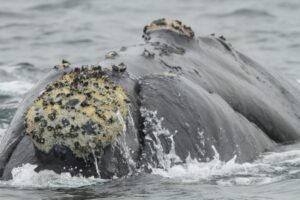 Southern Right Whale. © Titus Hageman/flickr