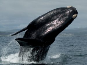 Whale,Argentina,MusicForTheEyes